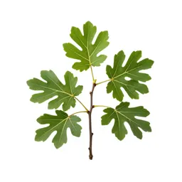 Fig branch with fruit