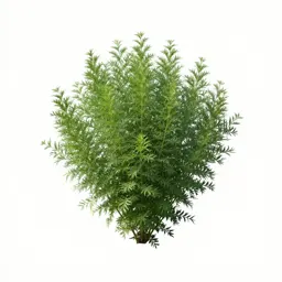 Flax bush