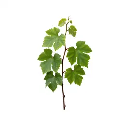 Grape vine cutting