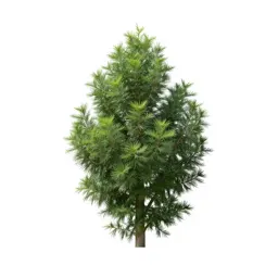 Jade plant