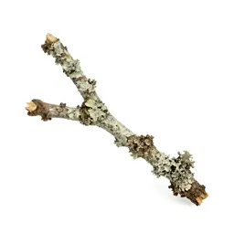 Lichen-covered twig