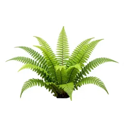 Maidenhair fern
