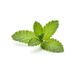 Mint cutting in water