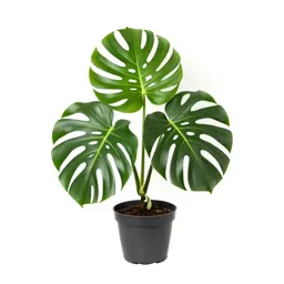Monstera deliciosa in a pot