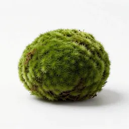 Moss ball