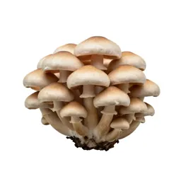 Mushroom cluster on bark