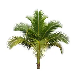 Nikau palm frond
