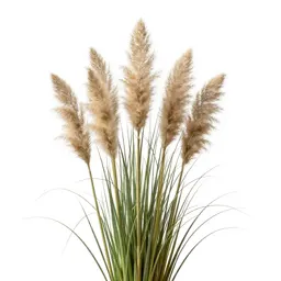 Pampas grass plume