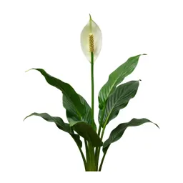 Peace lily in bloom