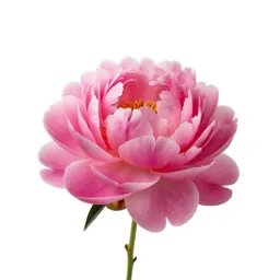 Peony in full bloom