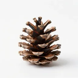 Pine cone