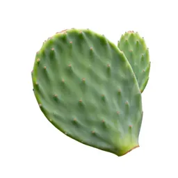 Prickly pear pad