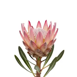 Protea flower