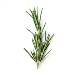 Rosemary sprig