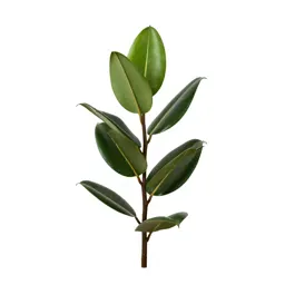 Rubber plant