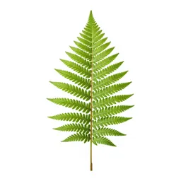 Silver fern frond
