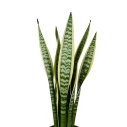 Snake plant