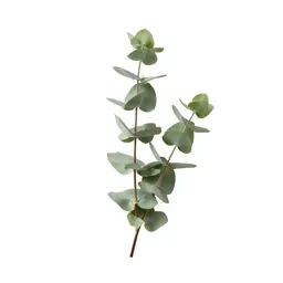 Sprig of eucalyptus