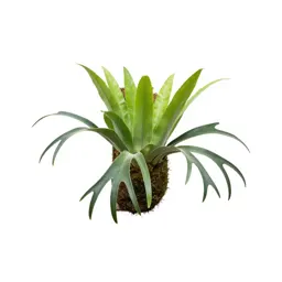 Staghorn fern mounted