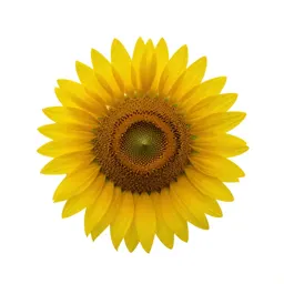 Sunflower head