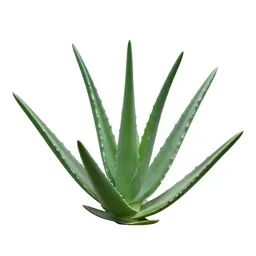 Aloe vera rosette