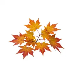 Autumn maple branch