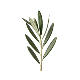 Olive branch