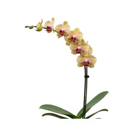 Orchid with arching stems