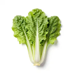 Bunch of rainbow chard