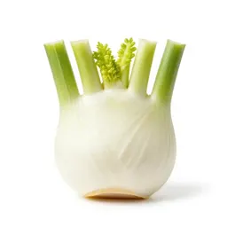 Fennel bulb