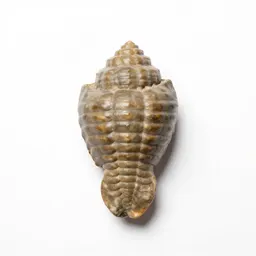 Fossil trilobite