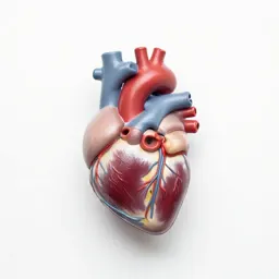 Anatomical heart model