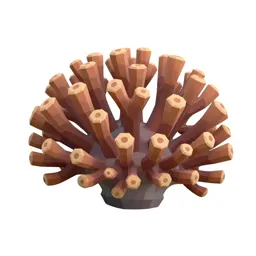 Coral polyp colony