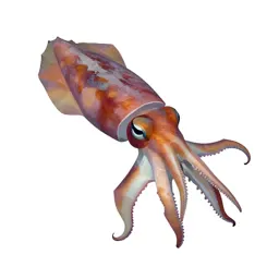Cuttlefish changing colour
