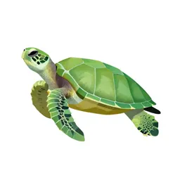 Green sea turtle