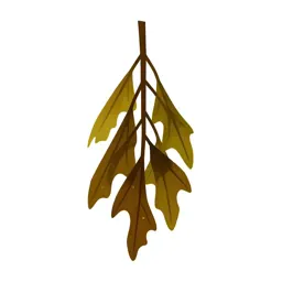 Kelp holdfast