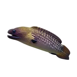Moray eel