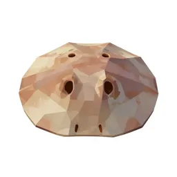 Sand dollar burrowing