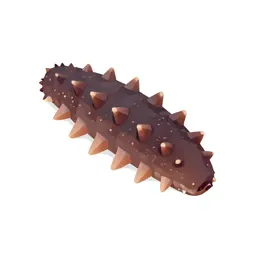 Sea cucumber