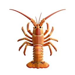 Spiny lobster