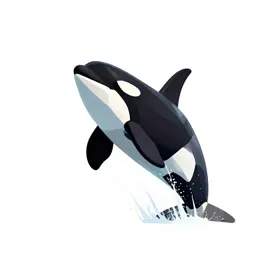 Orca breaching