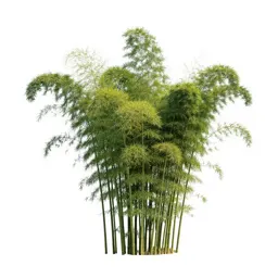 Bamboo grove