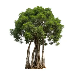 Banyan with aerial roots