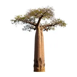 Baobab