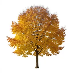 Beech in autumn
