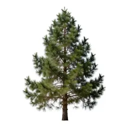 Bristlecone pine