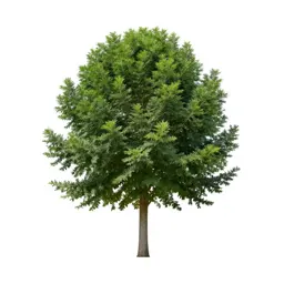 Cabbage tree