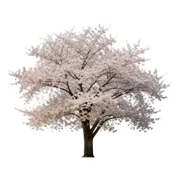 Cherry tree in blossom