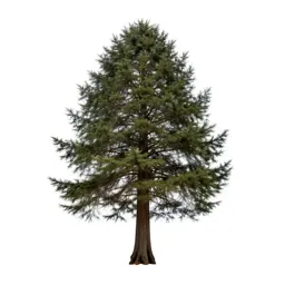 Coastal redwood