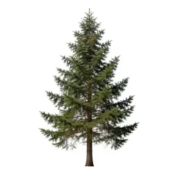 Douglas fir
